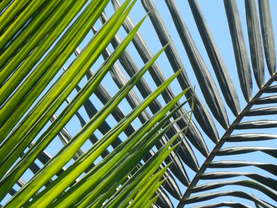Leaves palm tree beach