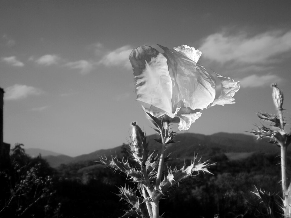Flower wild poppy photoshop