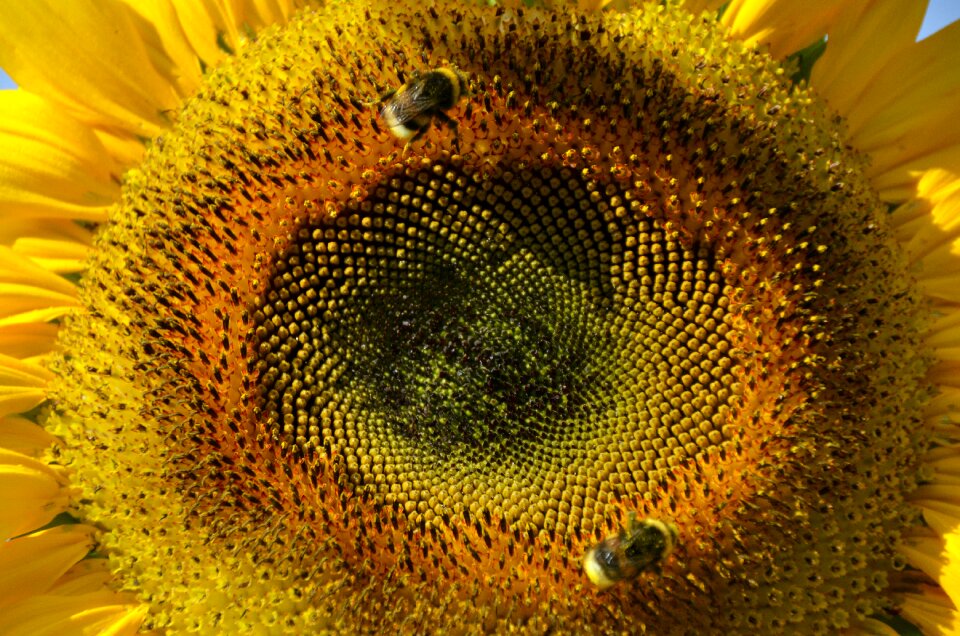 Garden bees nature