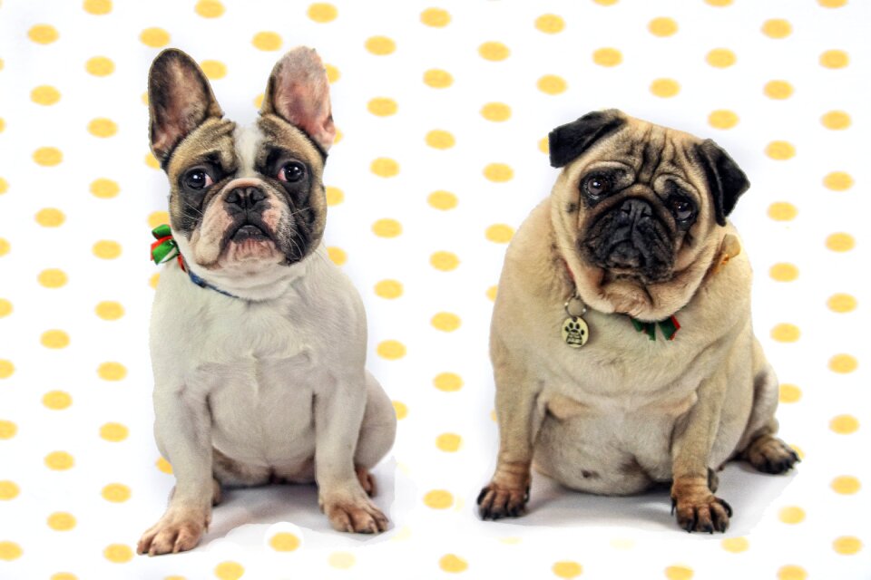 Dog bulldog french bulldog
