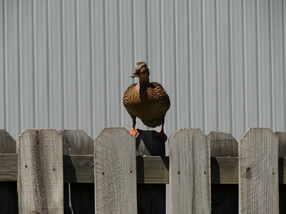 Duck wild