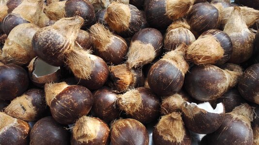 Coconut still life drinks