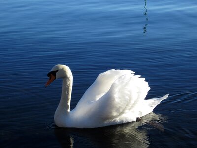 Swan rest beauty