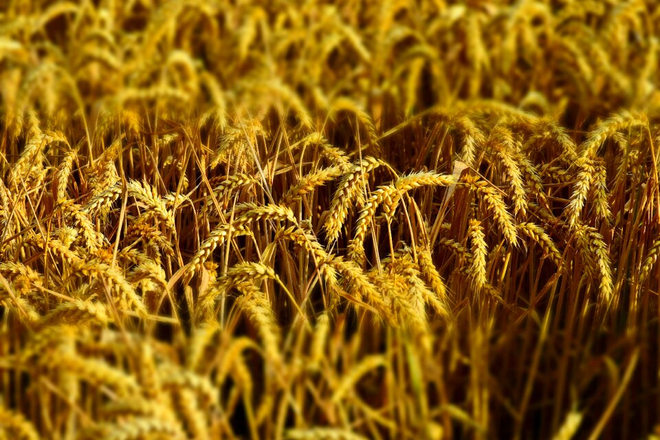 Spike cereals grain