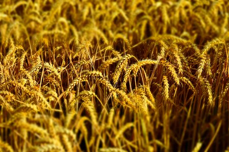 Spike cereals grain