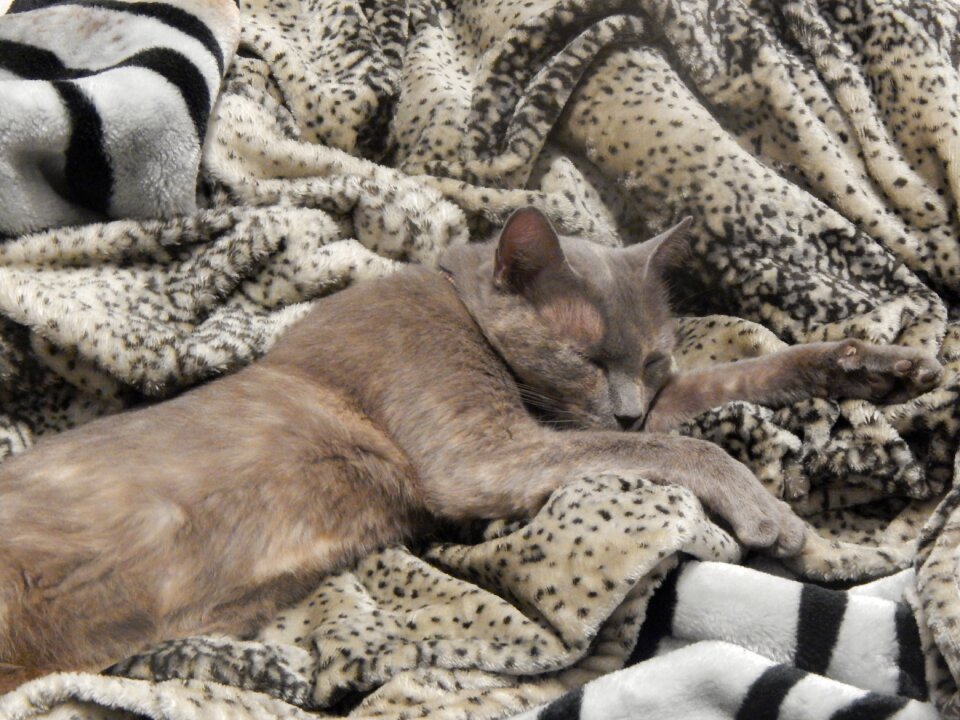 Grey sleeping skins