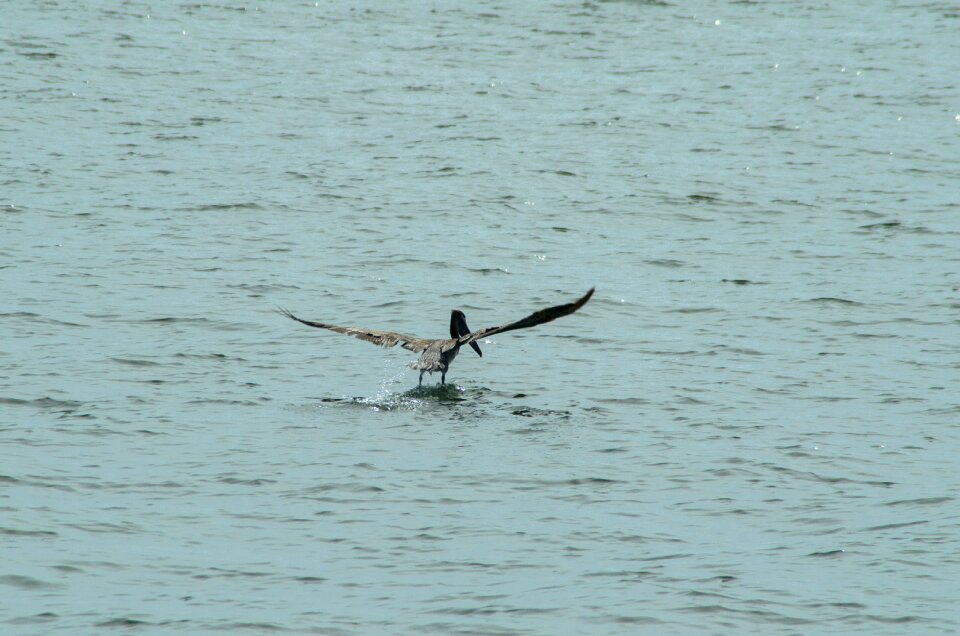 Bird nature animal