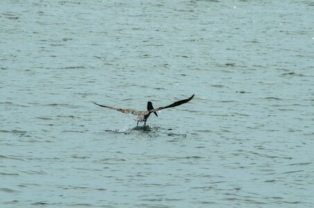 Bird nature animal