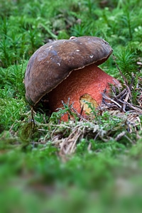 Thunder sponge boletus erythropus hat photo