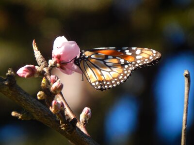 Sucking peach blossom posing photo