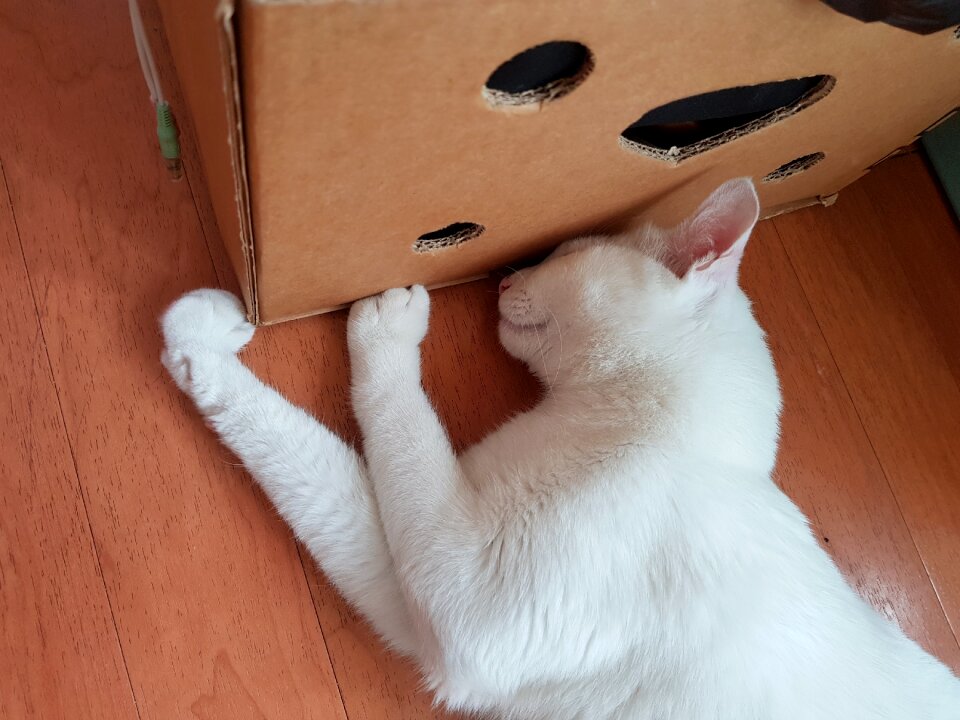White cat turkshi angora cats