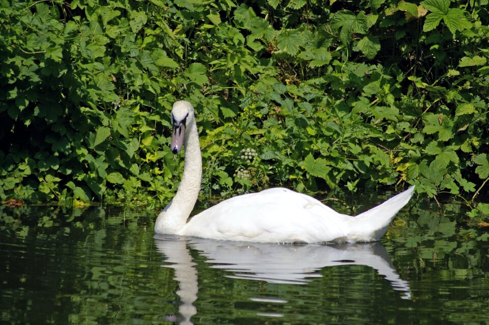 Swan the national trust river england