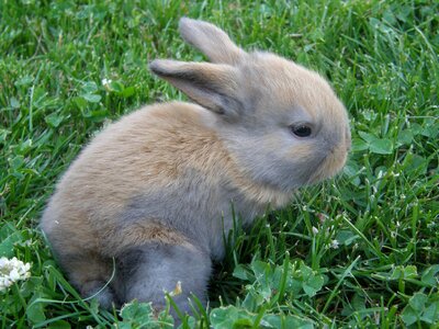Mammal dwarf rabbit floppy ear photo