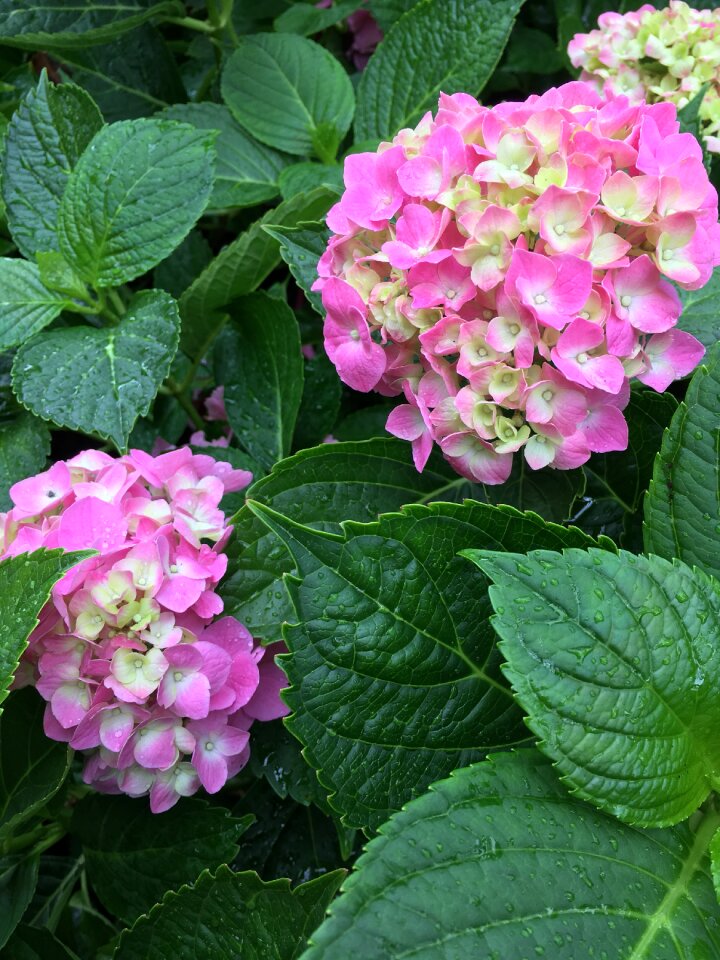 Blossom nature summer