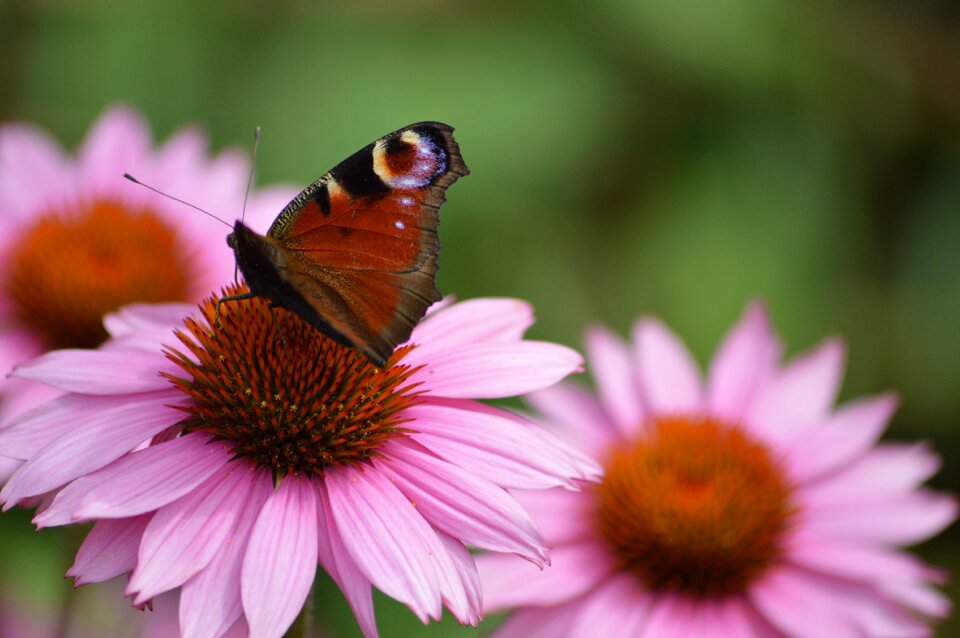 Butterfly peacock flower