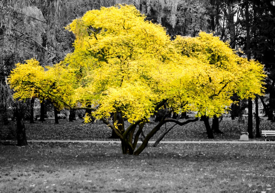 Park yellow leaves poland