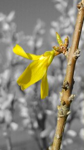 Branch yellow yellow flower photo