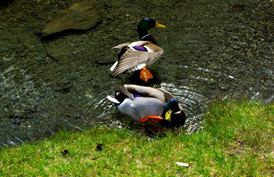 Drake male mallard creature