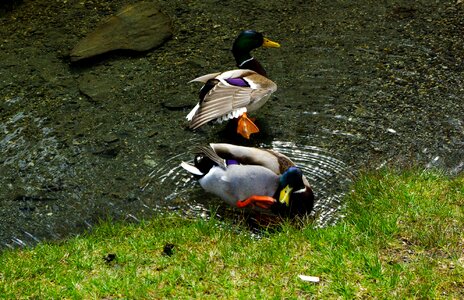 Drake male mallard creature photo