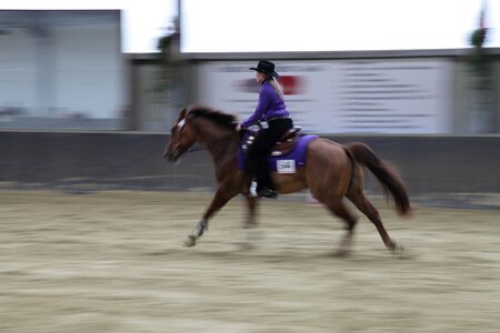 Reiter equestrian competition photo
