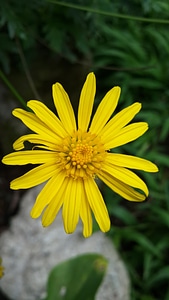 Flora nature flowers