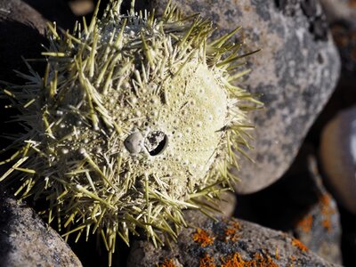 Sea animal nature