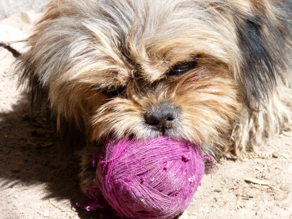 Playful brown dogs playing