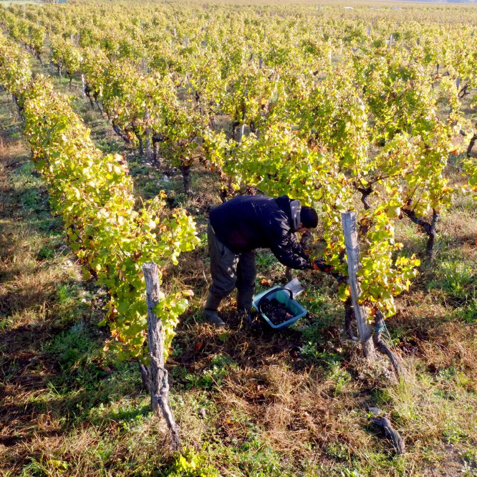 Cérons bordeaux aqutaine