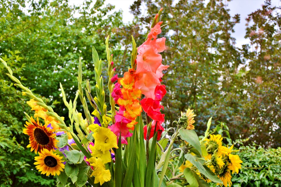 Sword flower bouquet of flowers blossom