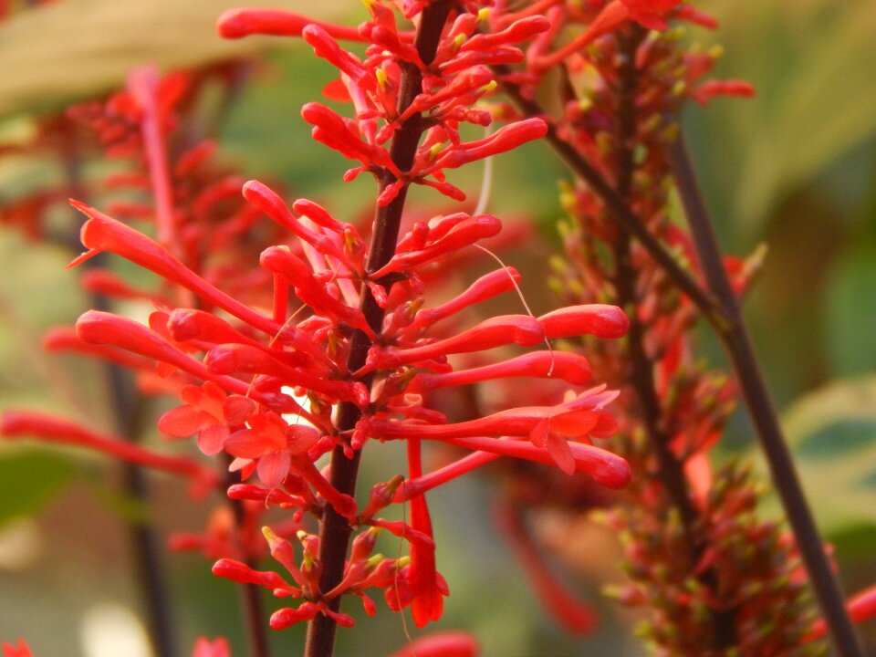 Red flowers red flower color