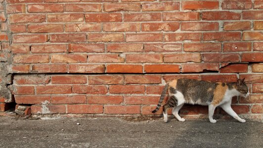 Cat brick walls country photo