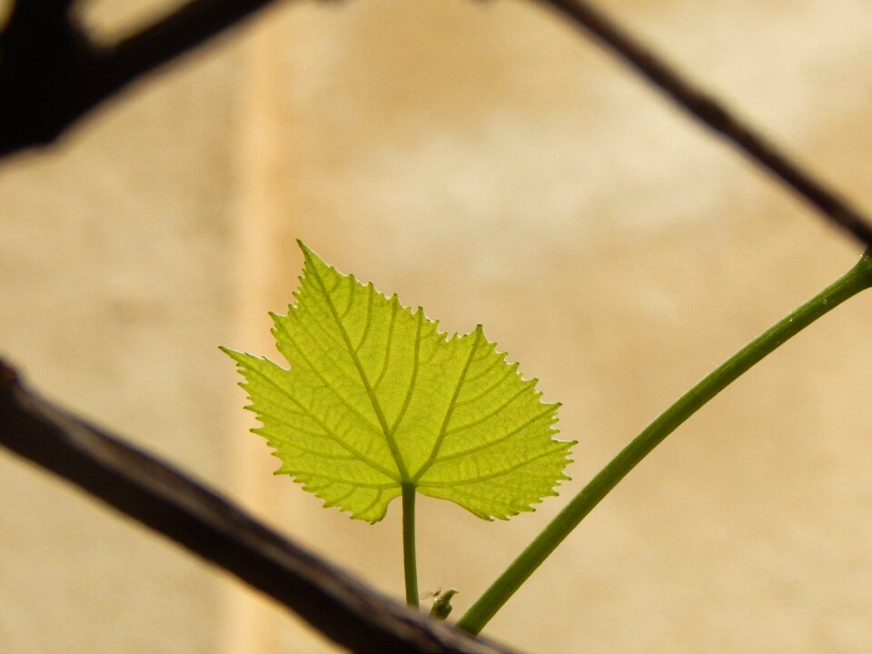 Fig leaf green leaf vine