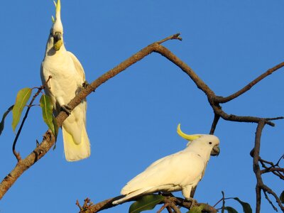 Birds avian australia photo