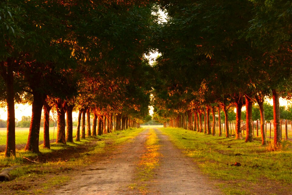 Trees landscape road trees