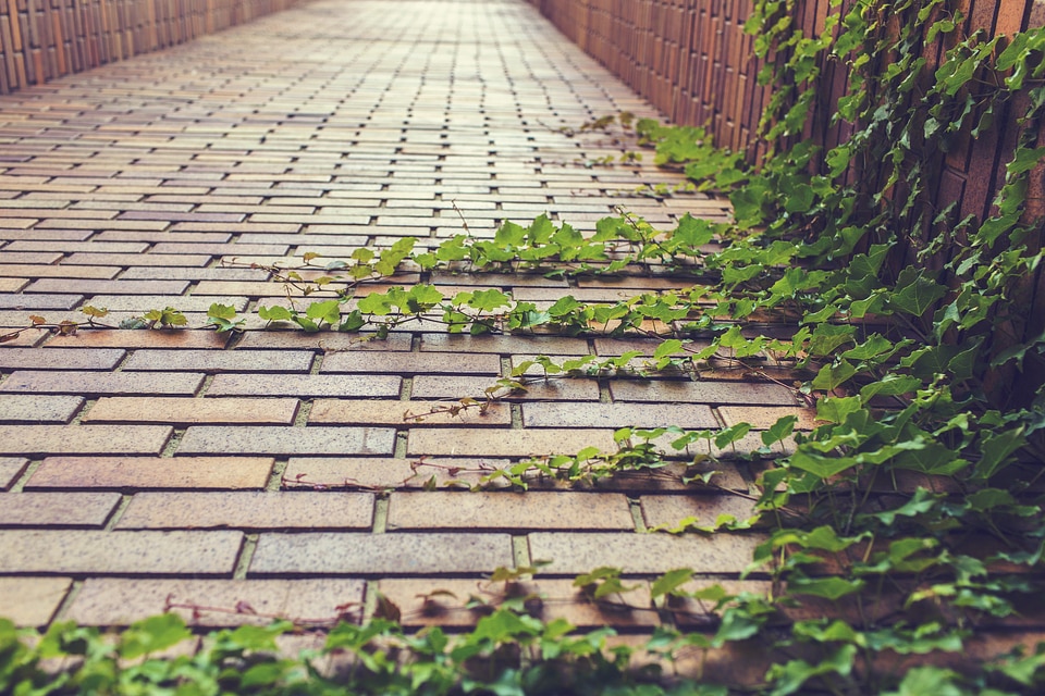 Plant leaves brickwork