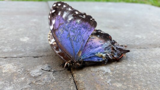 Wings nature natural