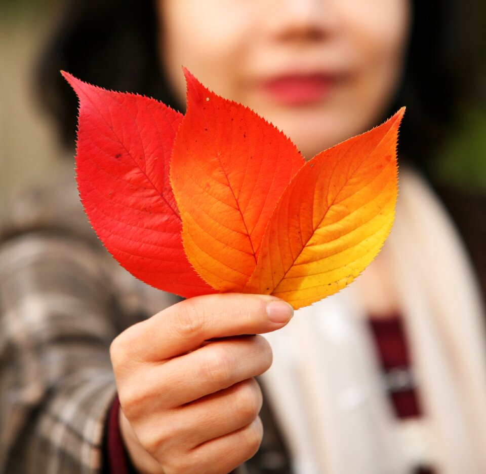 The leaves nature leaf
