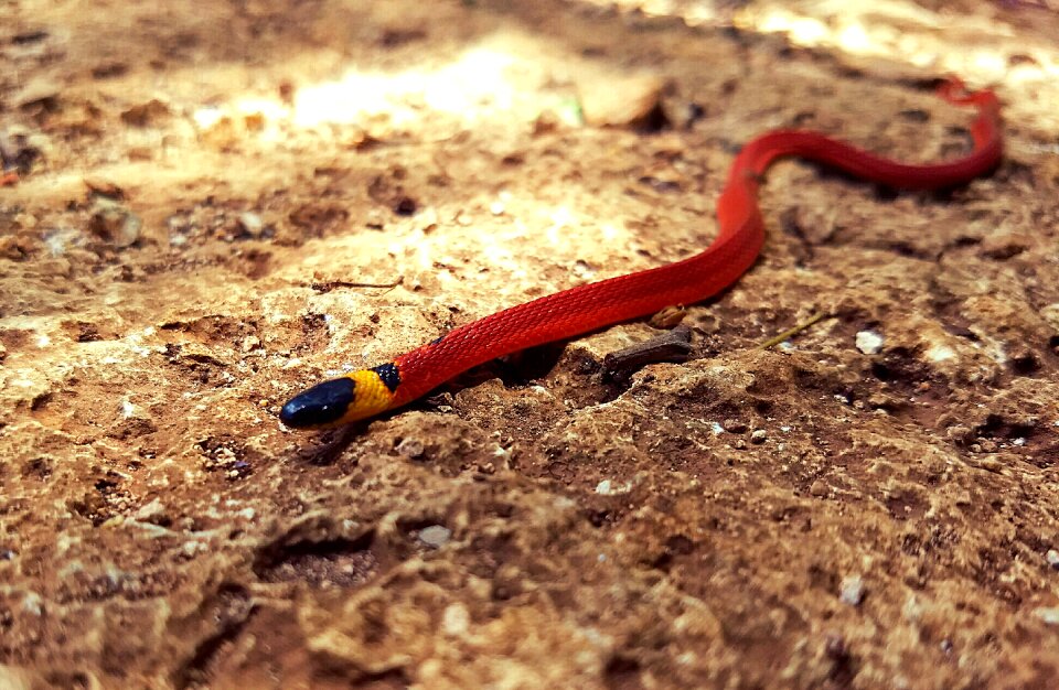 Snake ninia sebae yucatan