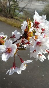 Ma 蟻 櫻 white flowers cherry