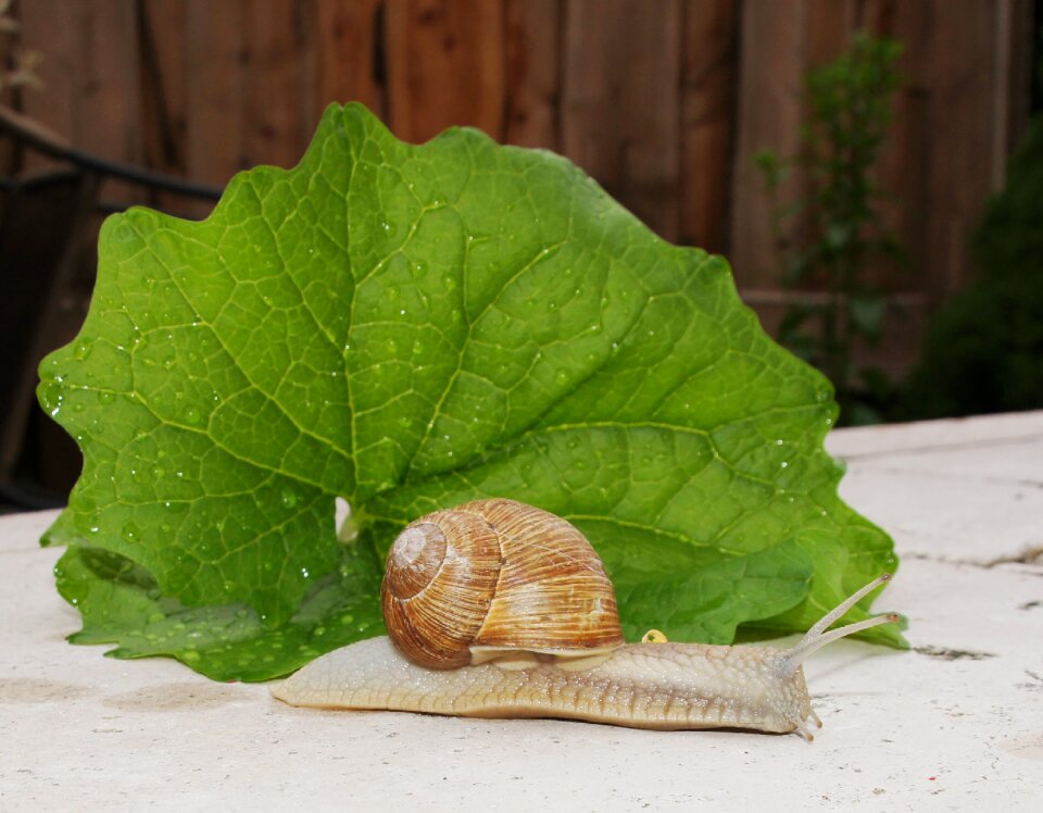 Mollusk nature slowly