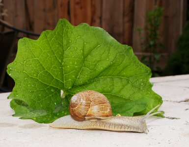 Mollusk nature slowly