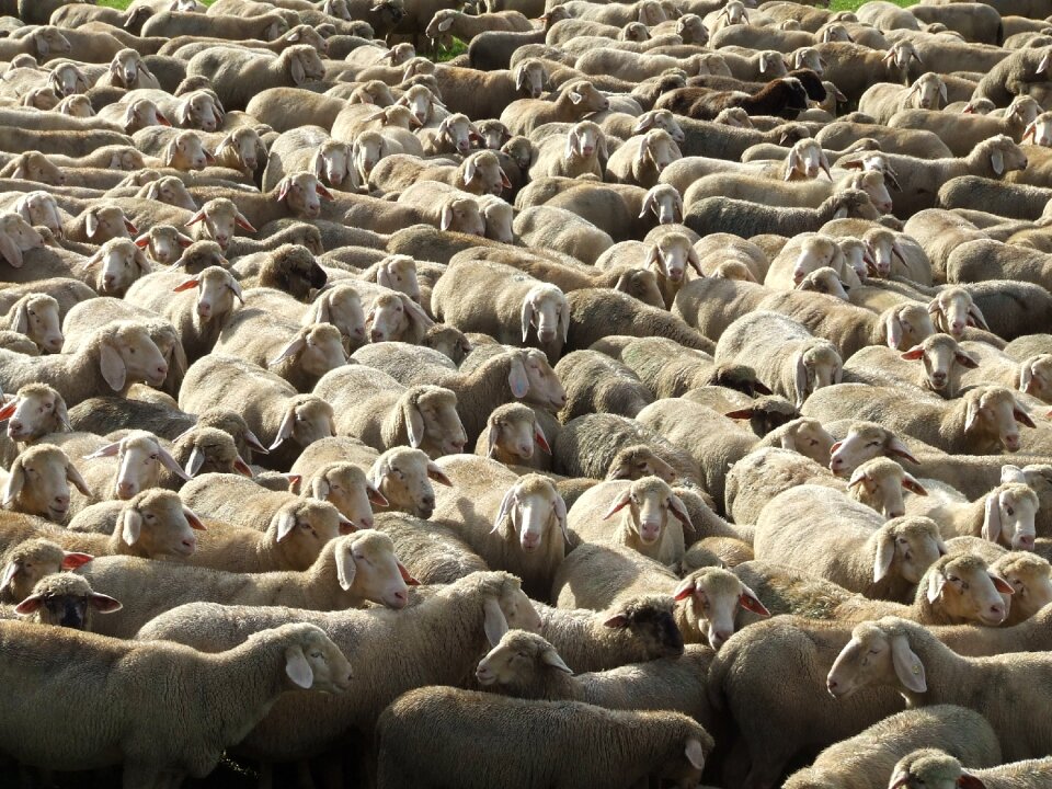 Sheep's wool animals flock