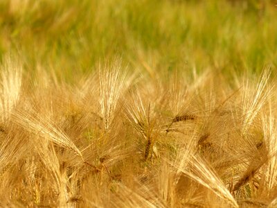 Cornfield summer field