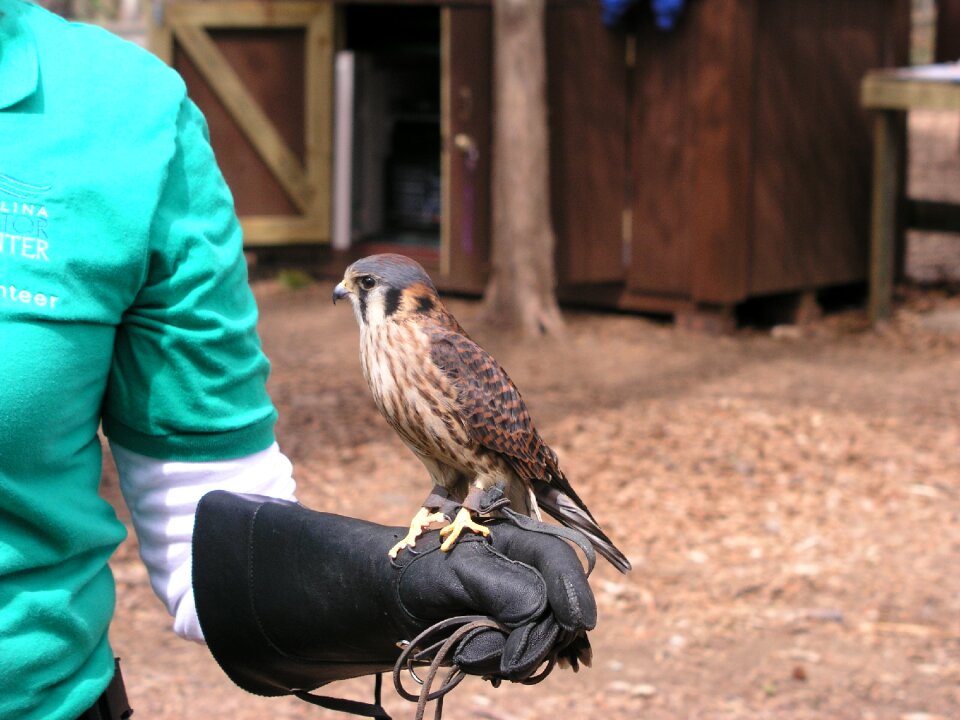 Sparrow hawk wildlife predator
