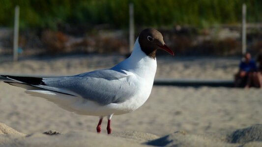 Beach bird animal