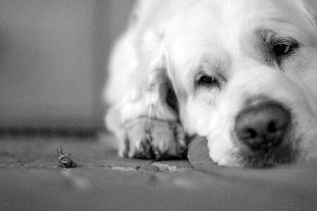 Cute pet animal