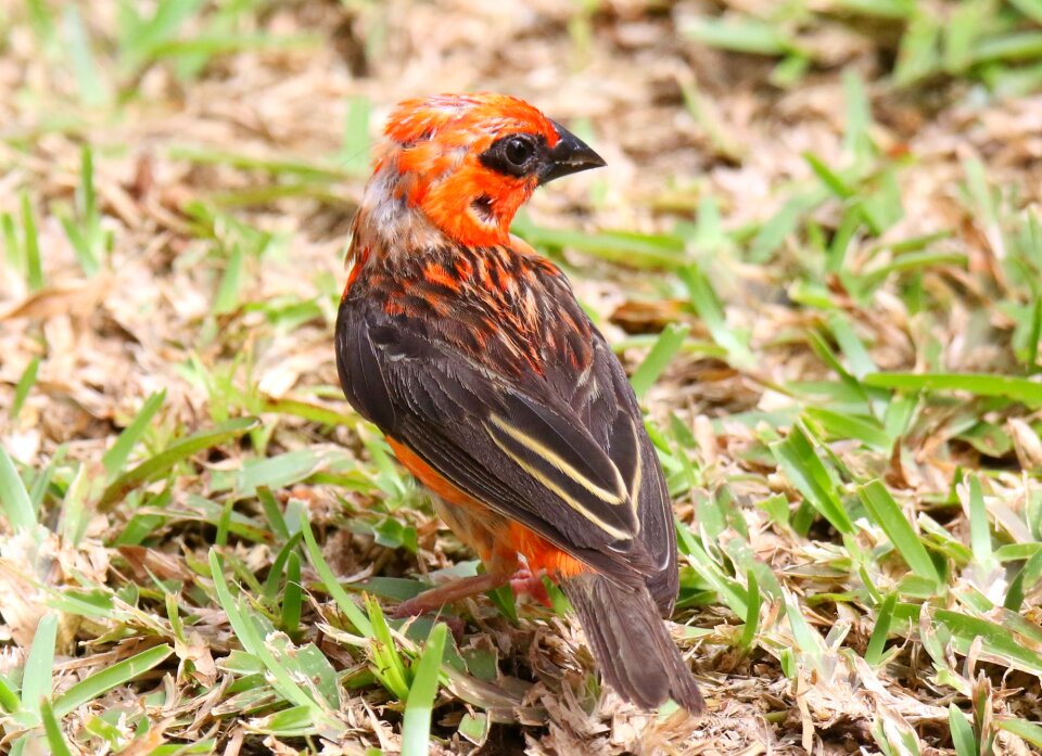 Bird nature seychelles