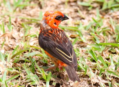 Bird nature seychelles