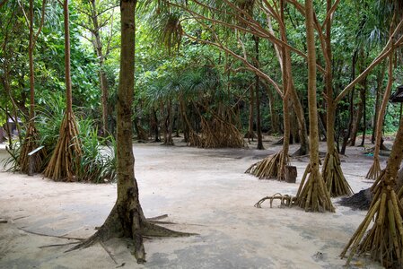 Thailand nature roots photo