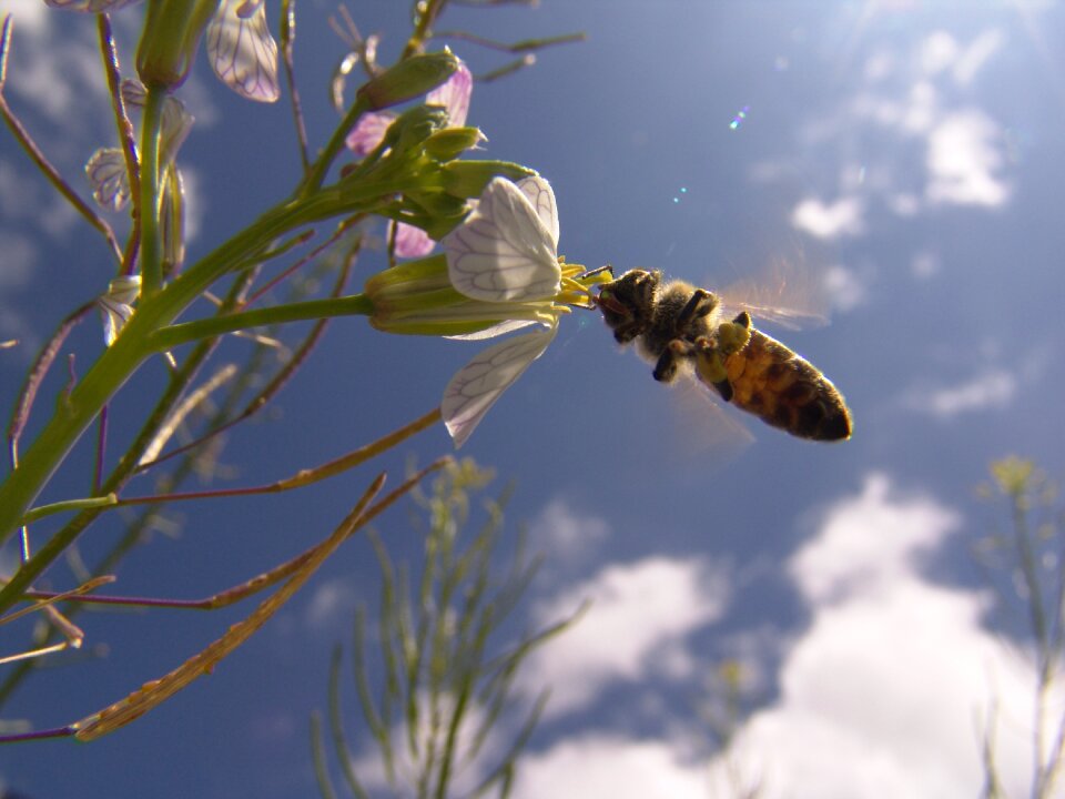 Bee spring flowers
